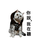 cutecatmi1.0（個別スタンプ：17）