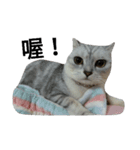 cutecatmi1.0（個別スタンプ：18）