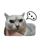 cutecatmi1.0（個別スタンプ：20）