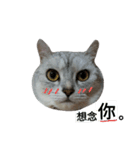 cutecatmi1.0（個別スタンプ：21）
