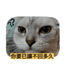 cutecatmi1.0（個別スタンプ：23）