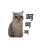 cutecatmi1.0（個別スタンプ：24）