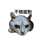cutecatmi1.0（個別スタンプ：25）