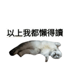 cutecatmi1.0（個別スタンプ：26）