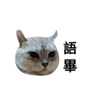 cutecatmi1.0（個別スタンプ：28）
