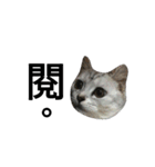 cutecatmi1.0（個別スタンプ：29）