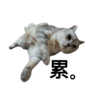 cutecatmi1.0（個別スタンプ：30）
