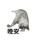 cutecatmi1.0（個別スタンプ：31）