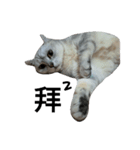cutecatmi1.0（個別スタンプ：32）