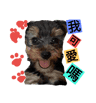 HAO HAO daily languages（個別スタンプ：9）