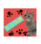 HAO HAO daily languages（個別スタンプ：16）