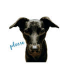 Black dog_Phifer（個別スタンプ：1）