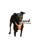 Black dog_Phifer（個別スタンプ：2）