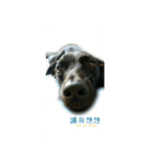 Black dog_Phifer（個別スタンプ：4）