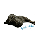 Black dog_Phifer（個別スタンプ：5）