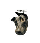 Black dog_Phifer（個別スタンプ：6）