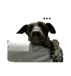 Black dog_Phifer（個別スタンプ：7）