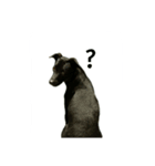 Black dog_Phifer（個別スタンプ：8）