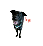 Black dog_Phifer（個別スタンプ：9）