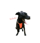 Black dog_Phifer（個別スタンプ：10）