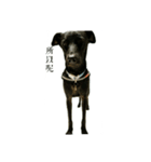 Black dog_Phifer（個別スタンプ：11）