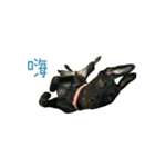 Black dog_Phifer（個別スタンプ：12）