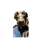 Black dog_Phifer（個別スタンプ：13）
