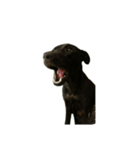 Black dog_Phifer（個別スタンプ：14）