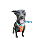 Black dog_Phifer（個別スタンプ：15）