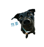 Black dog_Phifer（個別スタンプ：16）