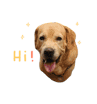 Kati is happy（個別スタンプ：1）