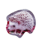 h-e-d-g-e-h-o-g（個別スタンプ：1）