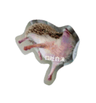 h-e-d-g-e-h-o-g（個別スタンプ：2）