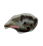 h-e-d-g-e-h-o-g（個別スタンプ：5）