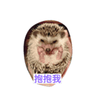 h-e-d-g-e-h-o-g（個別スタンプ：6）