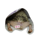 h-e-d-g-e-h-o-g（個別スタンプ：7）