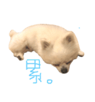 QQ Moko（個別スタンプ：21）