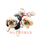 鼻ぺちゃ犬 コジロー ＆ アイム（個別スタンプ：1）