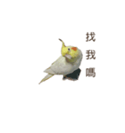 My cute fat bird（個別スタンプ：6）