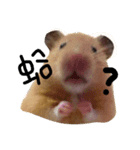 cuteee hamster（個別スタンプ：1）