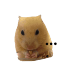 cuteee hamster（個別スタンプ：2）