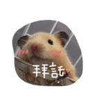 cuteee hamster（個別スタンプ：3）