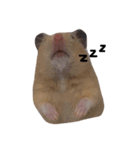 cuteee hamster（個別スタンプ：4）