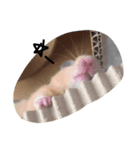 cuteee hamster（個別スタンプ：5）