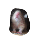 cuteee hamster（個別スタンプ：8）