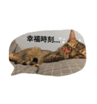 cat / Life（個別スタンプ：2）