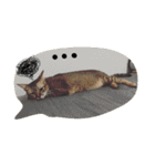 cat / Life（個別スタンプ：20）