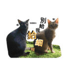 cat / Life（個別スタンプ：27）