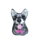 PPISMEDOG（個別スタンプ：1）