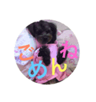 ミックス犬チワプー2（個別スタンプ：1）